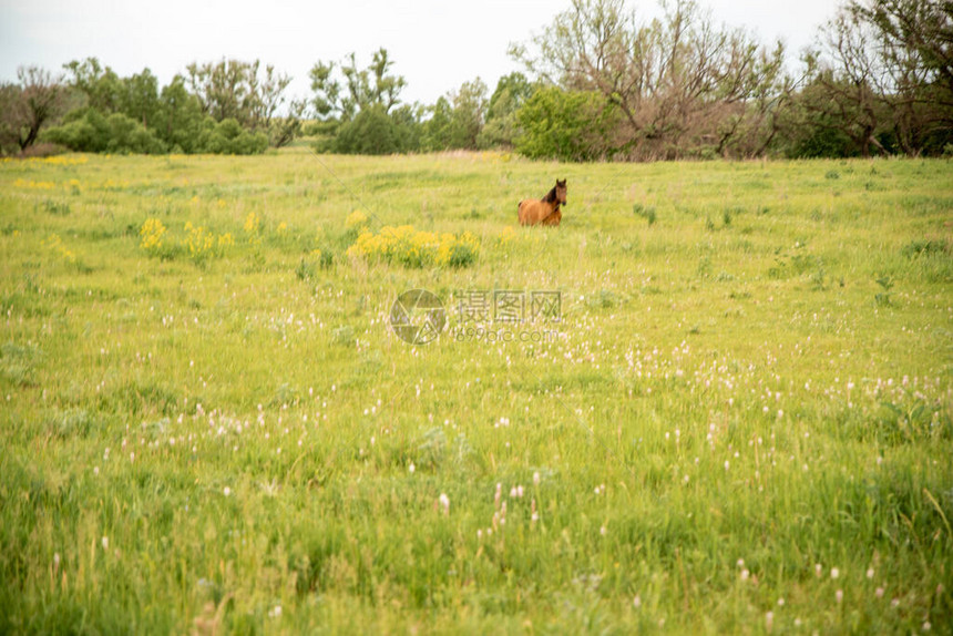 一匹红马在夏日的绿地上草图片