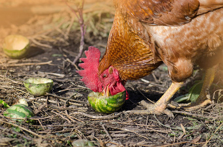 鸡在农场上吃西瓜免费吃场的鸡肉图片