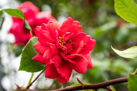带有金黄色雌蕊的红色玫瑰花户外园艺图片