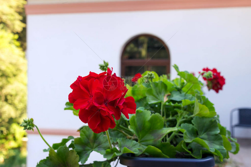 家中阳台上盆栽的红天竺葵花近景图片