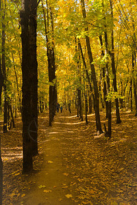 秋天风景公园里有黄图片