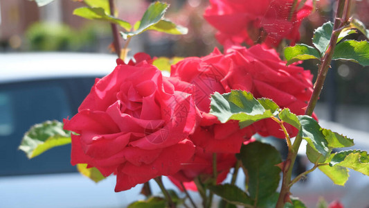 修甲花园的红玫瑰花图片