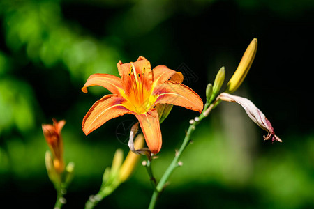 百合或百合植物鲜艳的橙色花朵图片