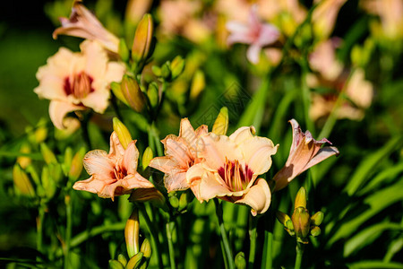 盛开的萱草百合或百合植物鲜艳的橙色花朵图片