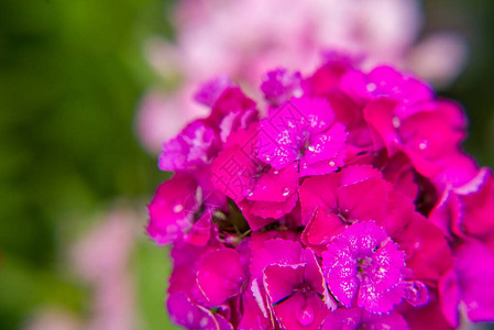 粉红色花园康乃馨的夏季花图片