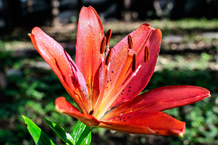 一朵鲜红的百合或百合植物小花背景图片