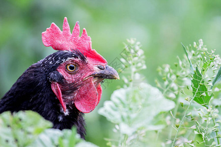 在一片绿草背景的农场花园里的黑鸡场图片