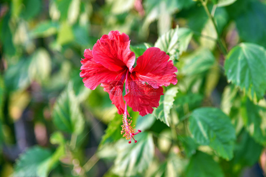 洋红色芙蓉花红图片