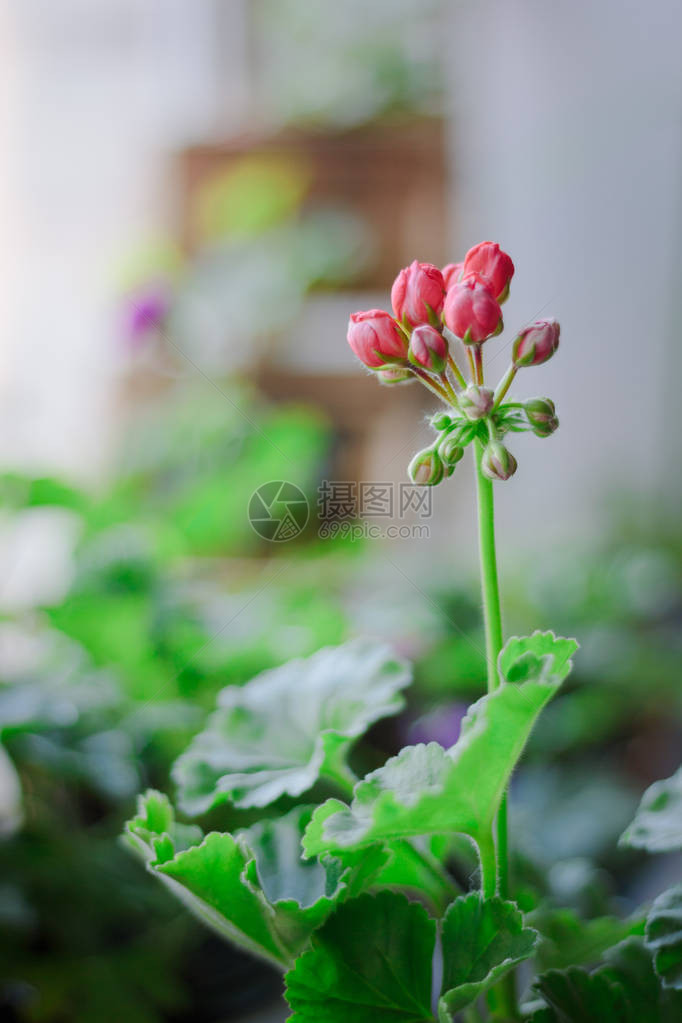 作为家庭植物的窗户上的粉红色天竺葵aka天竺葵图片