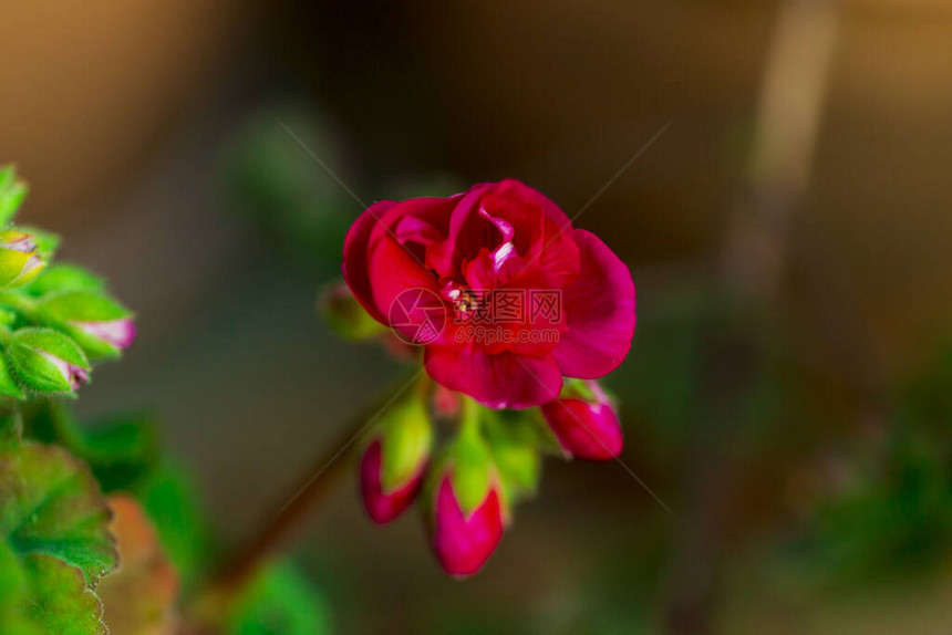 红春花在模糊的背景之下图片