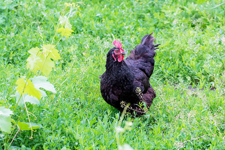 在一片绿草背景的农场花园中的黑鸡绿色图片