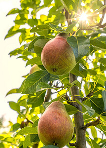 熟多汁的梨子挂在梨树枝上图片