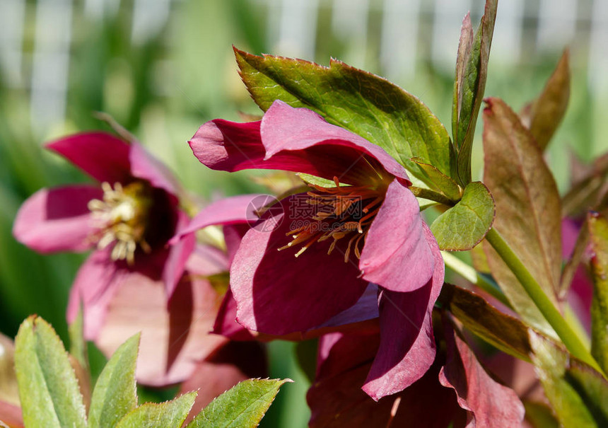 四旬斋玫瑰Helleboruscaucasicus在花园里春园中的黑黎草A图片