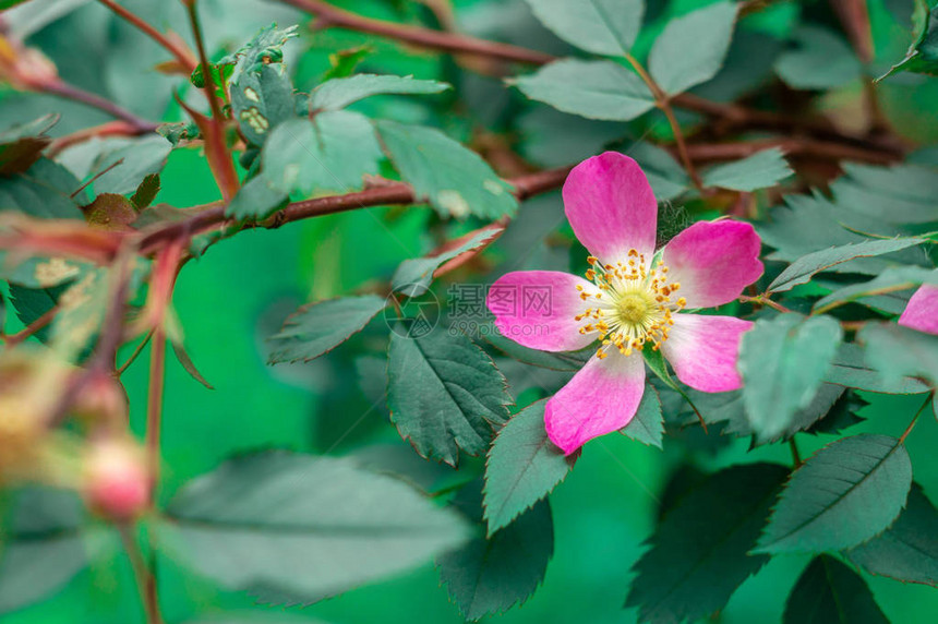 野生玫瑰罗莎格劳卡属于蔷薇科Dogrose科的植物种在小屋花园里开花的罗莎glauca的特写镜头美丽的图片