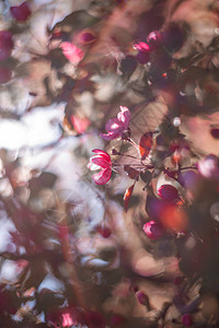 粉红色苹果树的花朵早春的花园图片