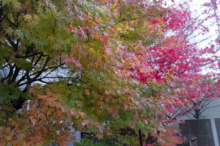 北海道市公园的粉色和绿色日本枫树图片