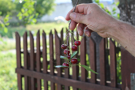 手中的一束樱桃樱桃的照片一堆樱桃一个男人的手拿着树枝浆果是红色的图片