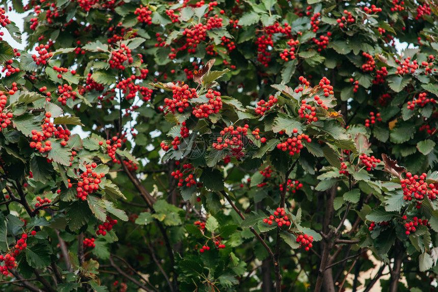 森林树枝上的罗万果秋莓9月的布什初图片