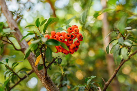 秋天季节的火藤莓Pyracantha图片