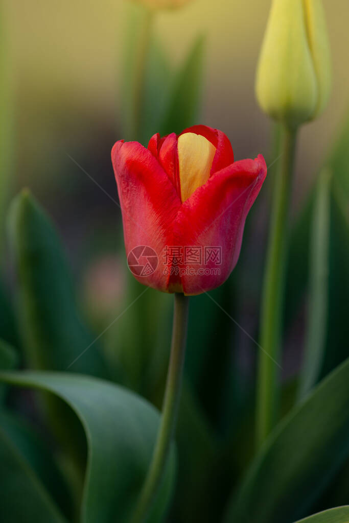 红色美丽的郁金香和黄色花瓣植物展示稀有的突变奇图片