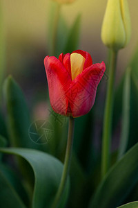 红色美丽的郁金香和黄色花瓣植物展示稀有的突变奇图片