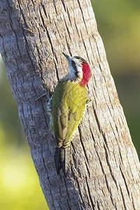 古巴绿色啄木鸟xiphidiopicuspercussus在棕榈树上图片