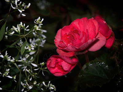 红色晚香玉海棠开花图片