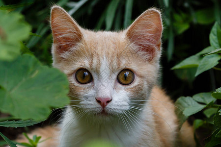 可爱的毛茸的小猫图片