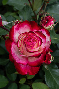 花园玫瑰花朵多姿彩的切图片