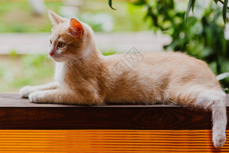 可爱的红色毛茸的小猫图片