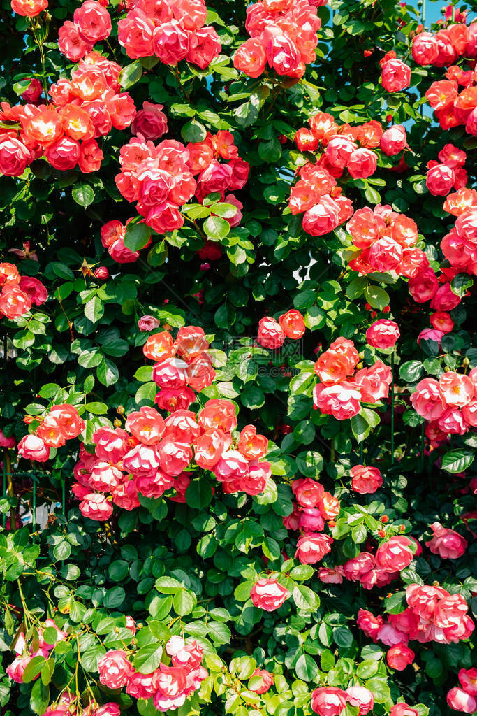 韩国首尔中浪川公园首尔玫瑰节粉图片