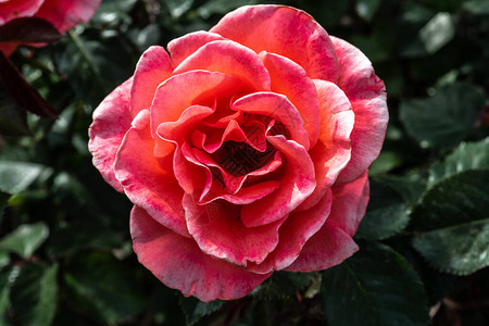 花园玫瑰育种不同品种的Cande图片
