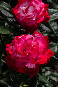 花园玫瑰花朵各种图片