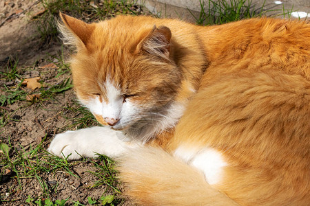 在阳光下睡在草地上的红猫特写图片
