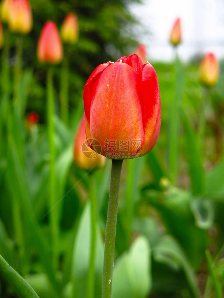 红郁金香花在园的泉水中美图片