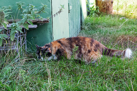 红猫在绿草中狩猎关闭图片