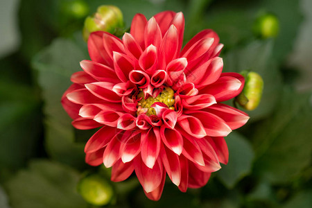 盛开的红花美丽的达莉亚开放在绿叶背景上生长开花图片