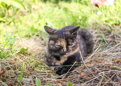 户外干草上的小猫图片