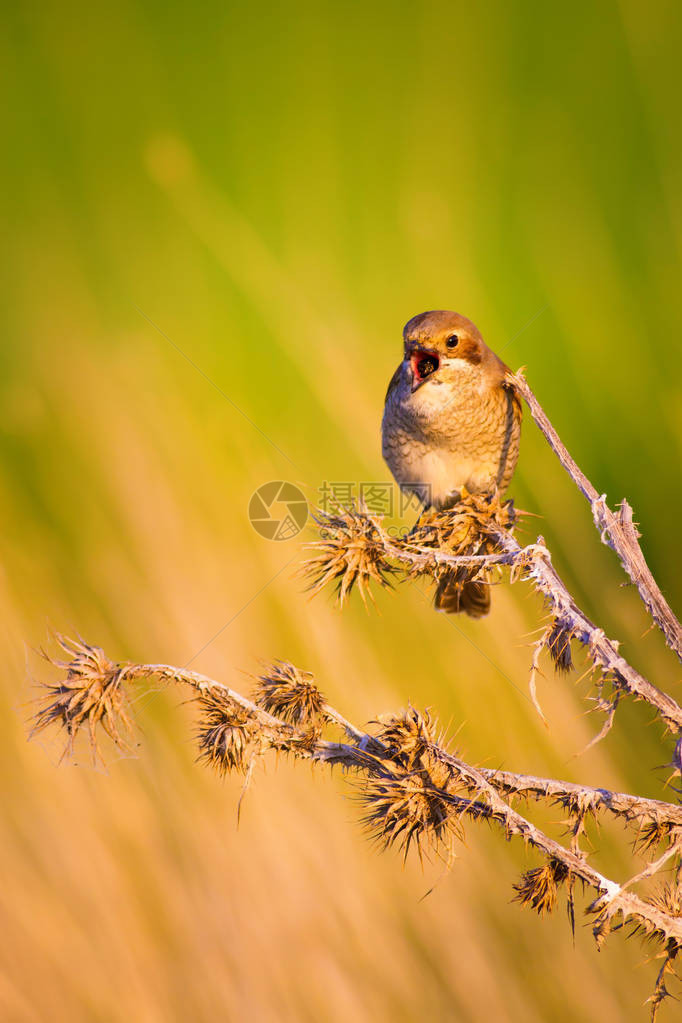小可爱的小鸟自然背景鸟类红背的Shrike拉尼图片