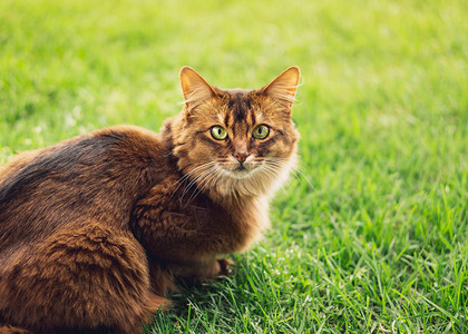 纯种索马里猫在外面的草丛中索马里猫品种是一种美丽的家猫他们很聪明图片