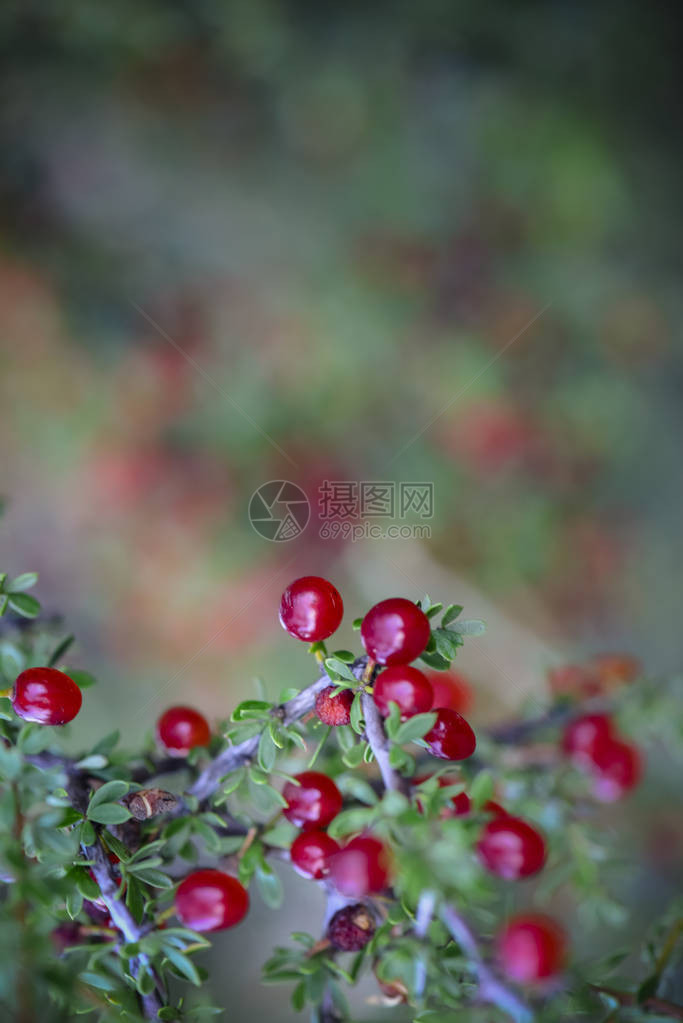 PquillnCondalia微植物图片