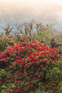 秋天的杜鹃林晨雾中山峰上的红色杜鹃图片