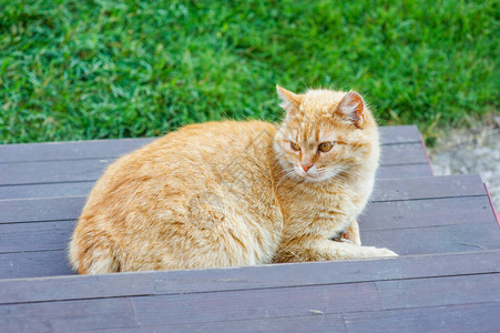 一只姜猫坐在门口猫在台阶图片