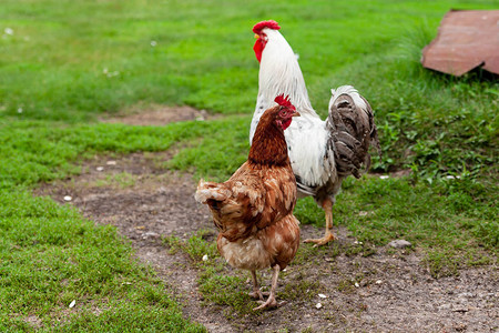 家禽养殖农家院里的公鸡和图片
