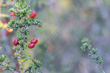 阿根廷巴塔哥尼亚森林中的红色野果图片