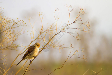 小可爱的小鸟自然背景鸟类红背的Shrike拉尼高清图片