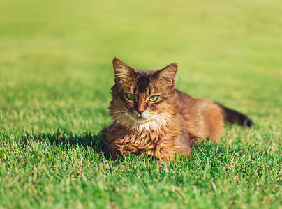 漂亮的猫躺在户外的绿草中索马里猫品种是一种美丽的家猫他们很聪明图片