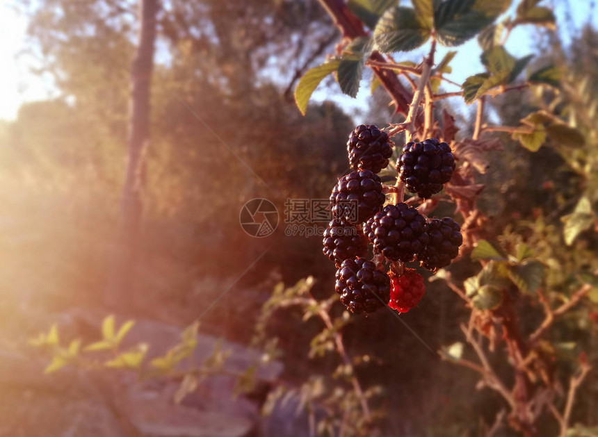 在西班牙阳光下灌木丛中生长的野生黑莓和红莓黑莓果森林天然抗氧化剂食品图片