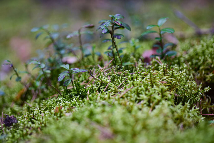 蔓越莓芽在森林的沼泽苔藓中图片