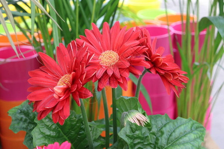 红菊花温室中的幼苗图片
